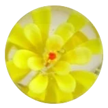 Rose trémière - jaune 16mm
