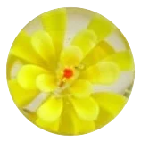 Rose trémière - jaune 22mm